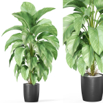 Plants collection 1016