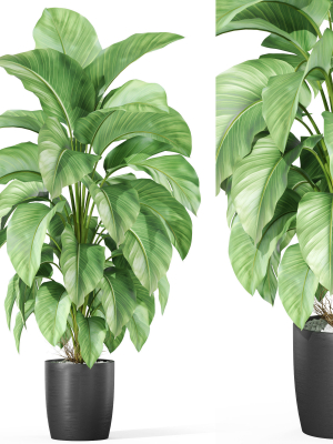 Plants collection 1016