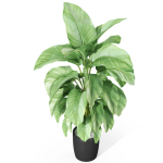 Plants collection 1016