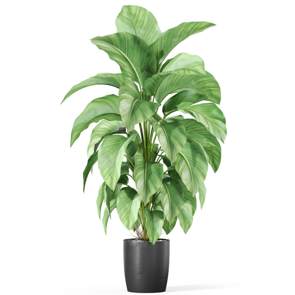 Plants collection 1016