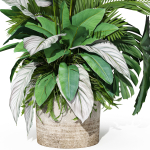 Plants collection 1017