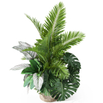 Plants collection 1017