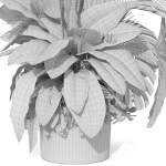 Plants collection 1017