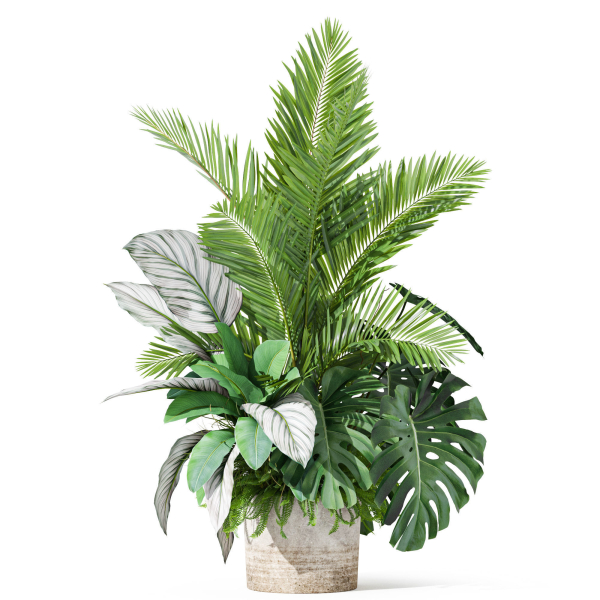 Plants collection 1017