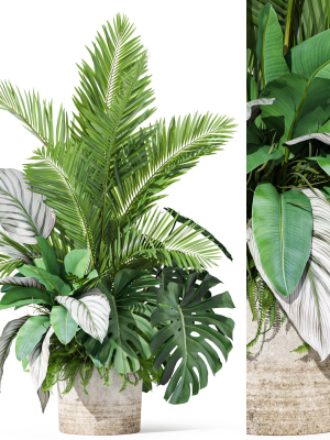 Plants collection 1017