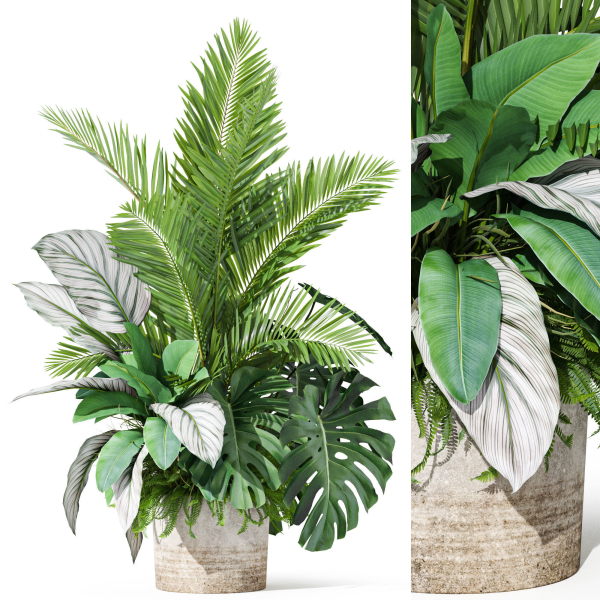 Plants collection 1017