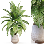 Plants collection 1019