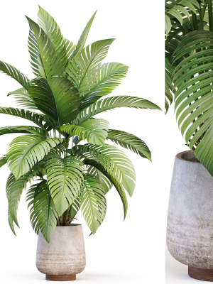 Plants collection 1019