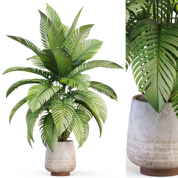 Plants collection 1019