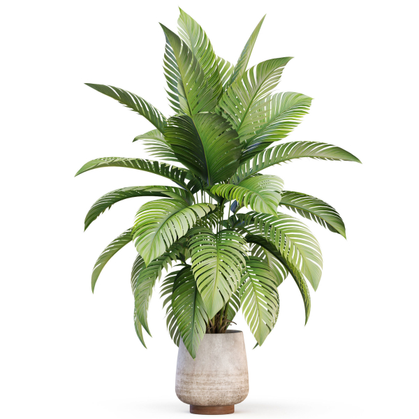 Plants collection 1019
