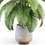 Plants collection 1019