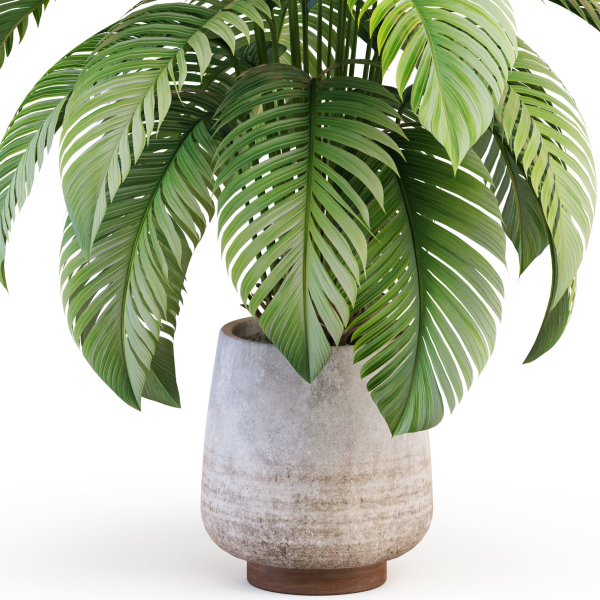Plants collection 1019
