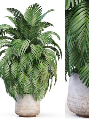 Plants collection 1020