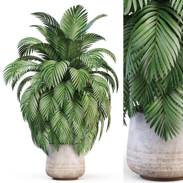Plants collection 1020