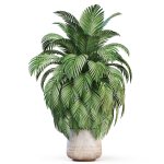 Plants collection 1020