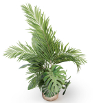 Plants collection 1022
