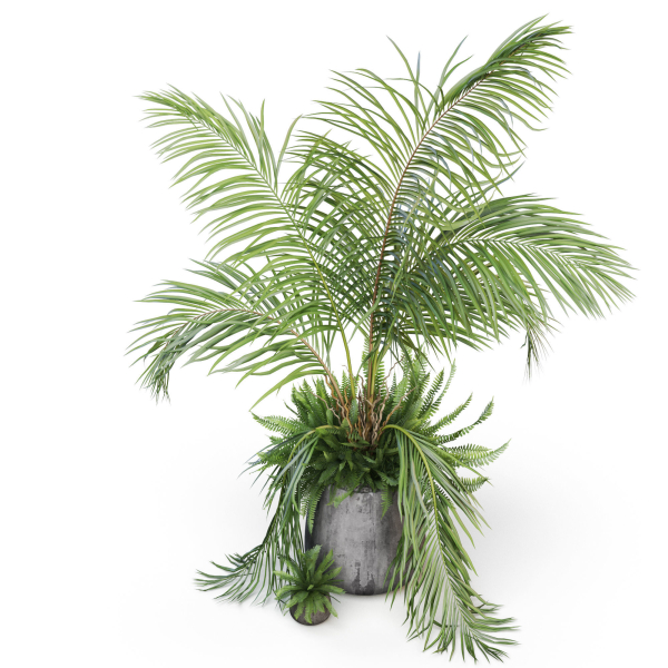 Plants collection 1023