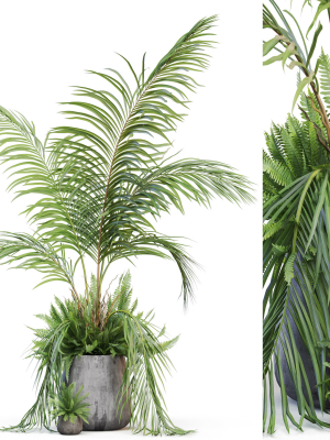 Plants collection 1023