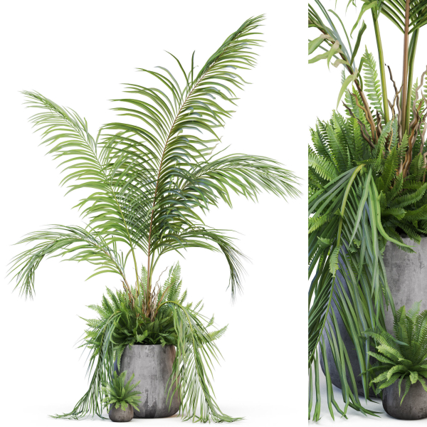 Plants collection 1023