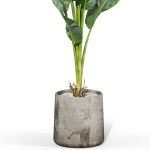 Plants collection 1027
