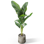 Plants collection 1027