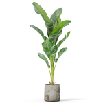 Plants collection 1027