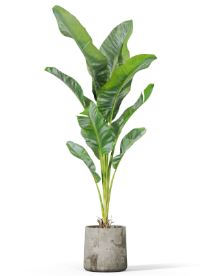 plants-collection-1027-3d-model-49364dd451