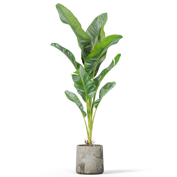 Plants collection 1027