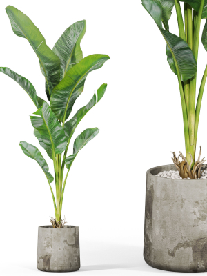 Plants collection 1027