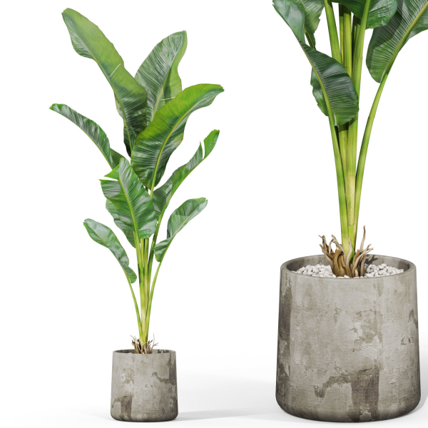 Plants collection 1027