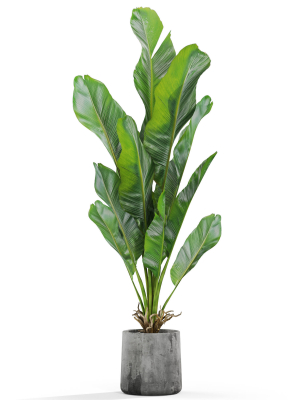 plants-collection-1028-3d-model-05b312bd48