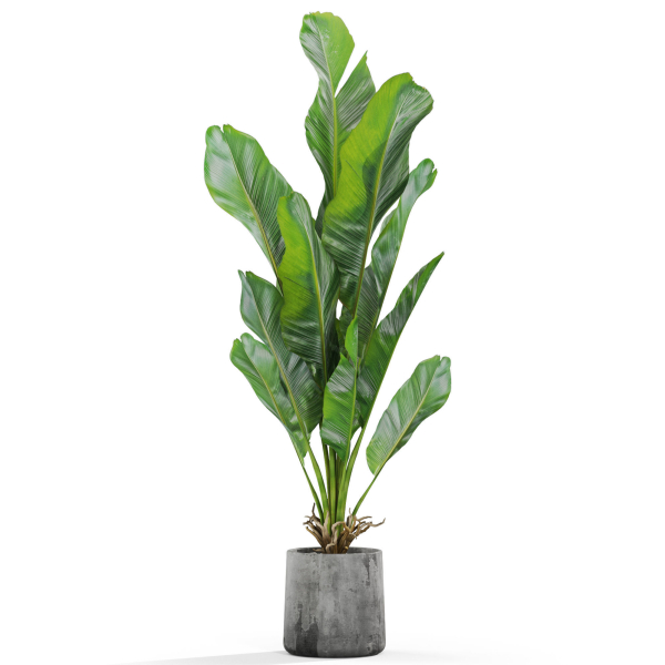 Plants collection 1028