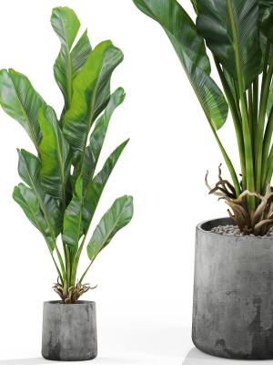 Plants collection 1028