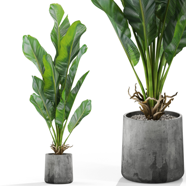 Plants collection 1028