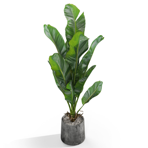Plants collection 1028