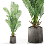 Plants collection 1029