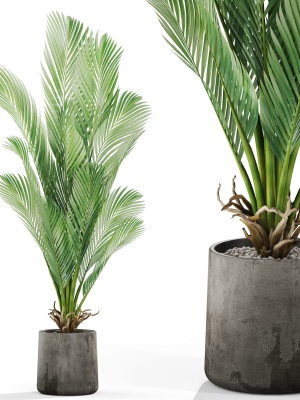 Plants collection 1029
