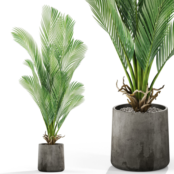 Plants collection 1029