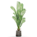 Plants collection 1029