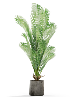 plants-collection-1029-3d-model-26d9ca6423