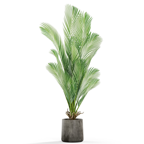 Plants collection 1029