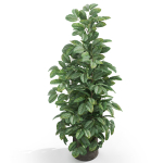 Plants collection 1030