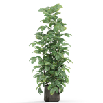 Plants collection 1030