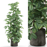 Plants collection 1030