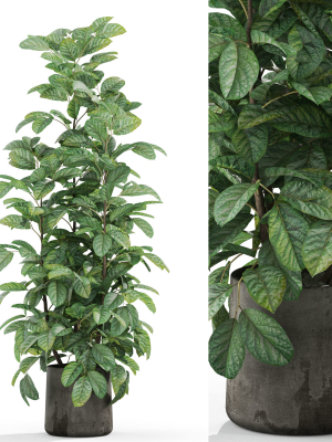 Plants collection 1030