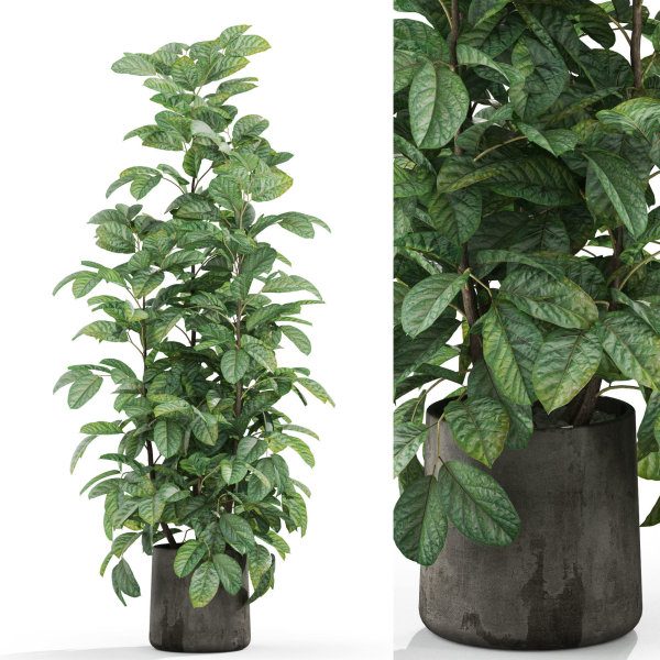 Plants collection 1030