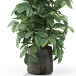 Plants collection 1030