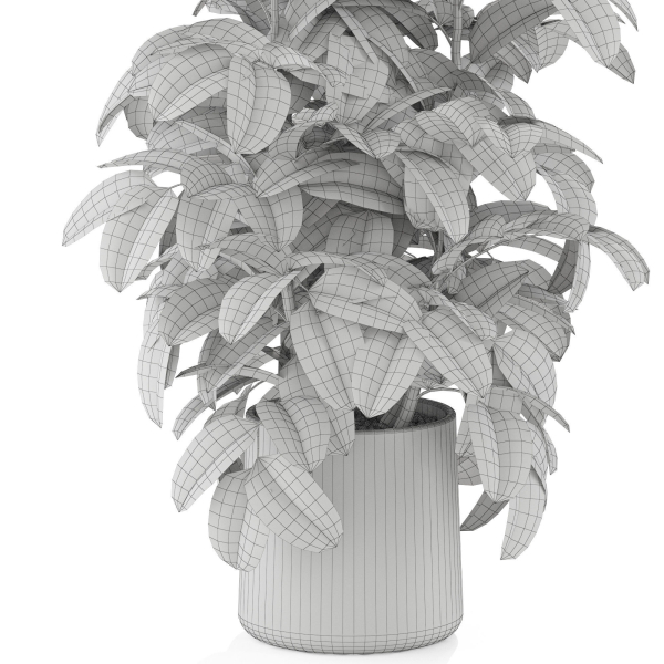 Plants collection 1030