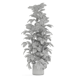 Plants collection 1030