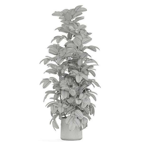 Plants collection 1030
